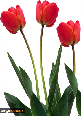 معرفی شهدای دانشگاه فرهنگیان (پردیس شهید رجایی)