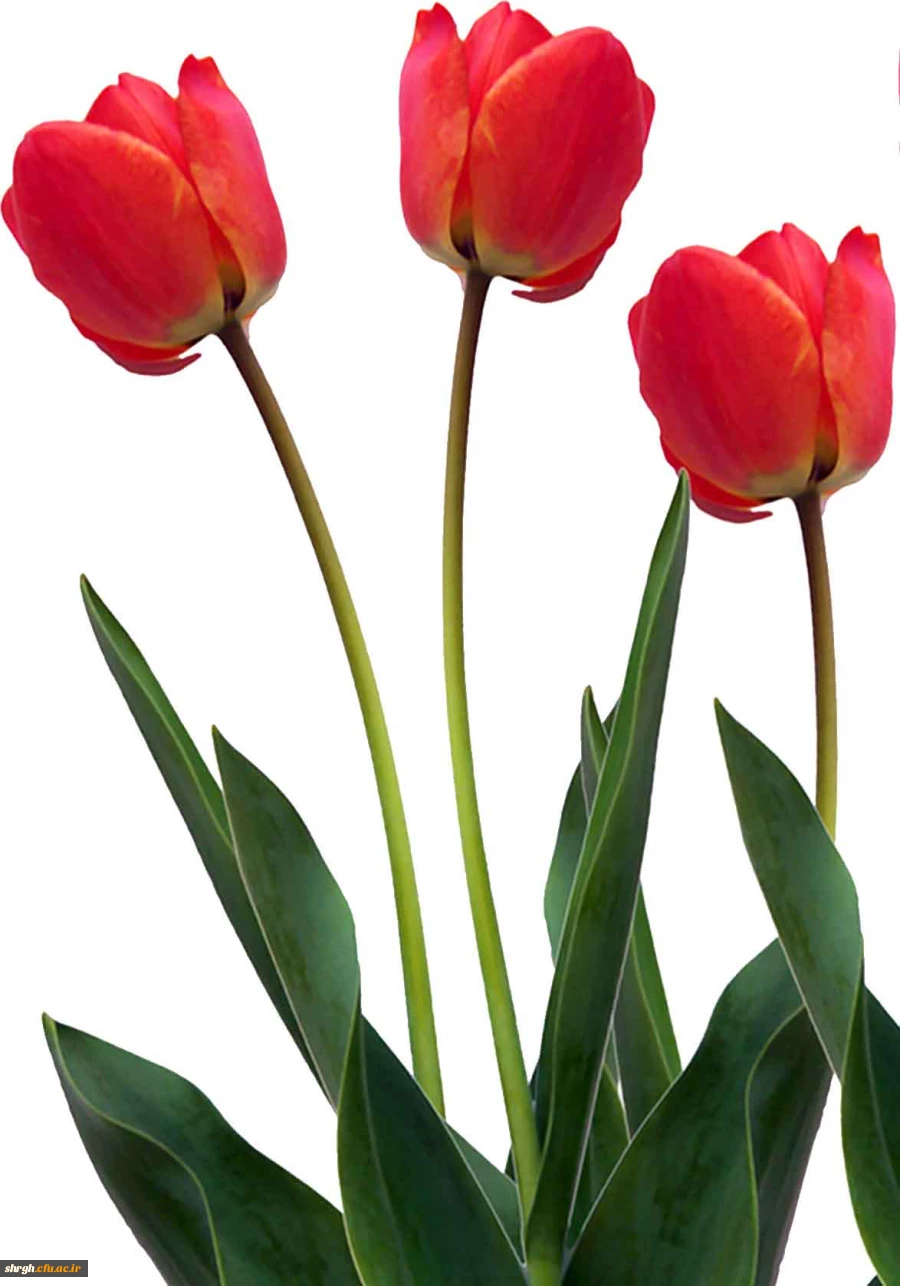 معرفی شهدای دانشگاه فرهنگیان (پردیس شهید رجایی) 2