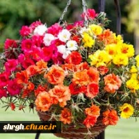 با تبریک آغاز سال تحصیلی جدید مقدم استادان ارجمند و دانشجو معلمان عزیز را به بوستان علم و دانش گرامی می داریم. 2