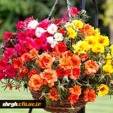 سال جدید تحصیلی بر تمامی جویندگان علم و دانش مبارک باد.

با تبریک آغاز سال تحصیلی جدید مقدم استادان ارجمند و دانشجو معلمان عزیز را به بوستان علم و دانش گرامی می داریم.